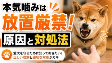 犬の本気噛みは放置すると悪化する危険な問題行動です。原因の特定方法・今すぐできる環境管理・専門家への相談タイミングまで詳しく解説します。