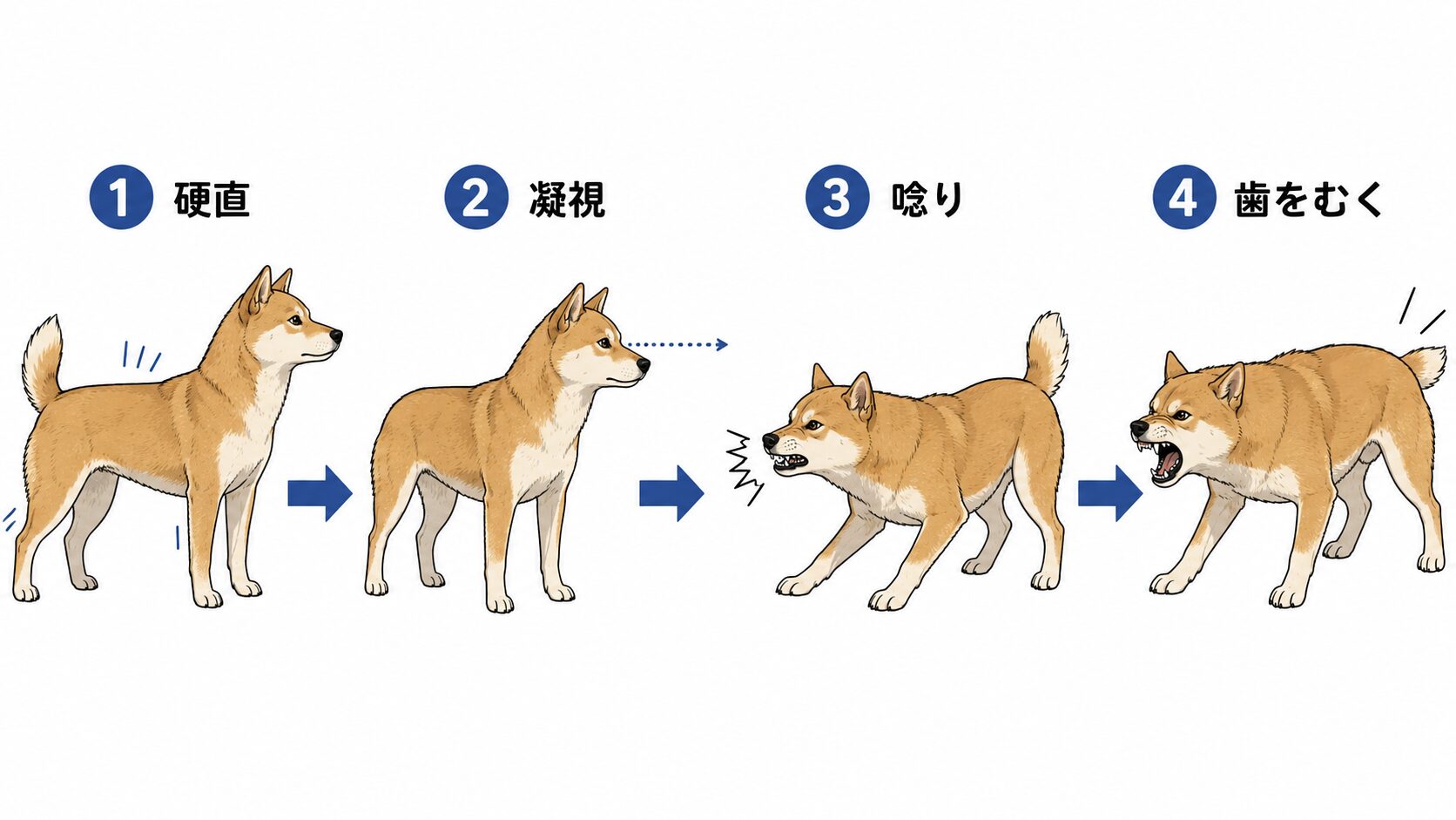 犬の本気噛みの前兆となるボディランゲージ段階別解説図